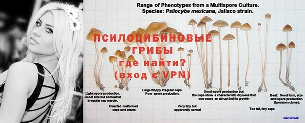 эйфоретик Аркадак